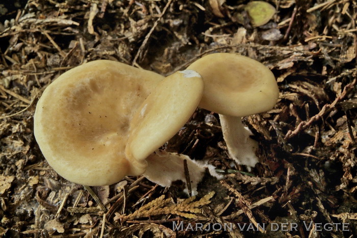 Geelbruine schijntrechterzwam - Lepista flaccida var. inversa